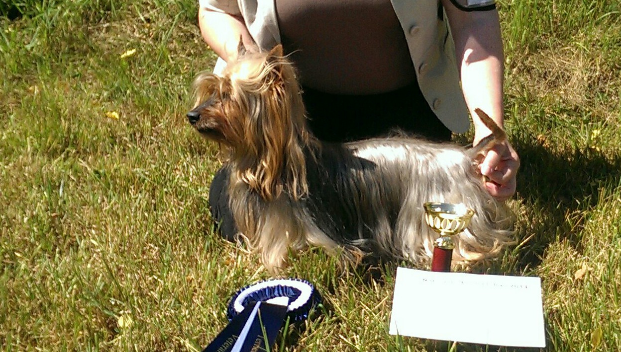 Australian Silky Terrier